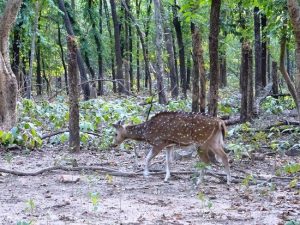 Deer-roaming-freely-doladanga